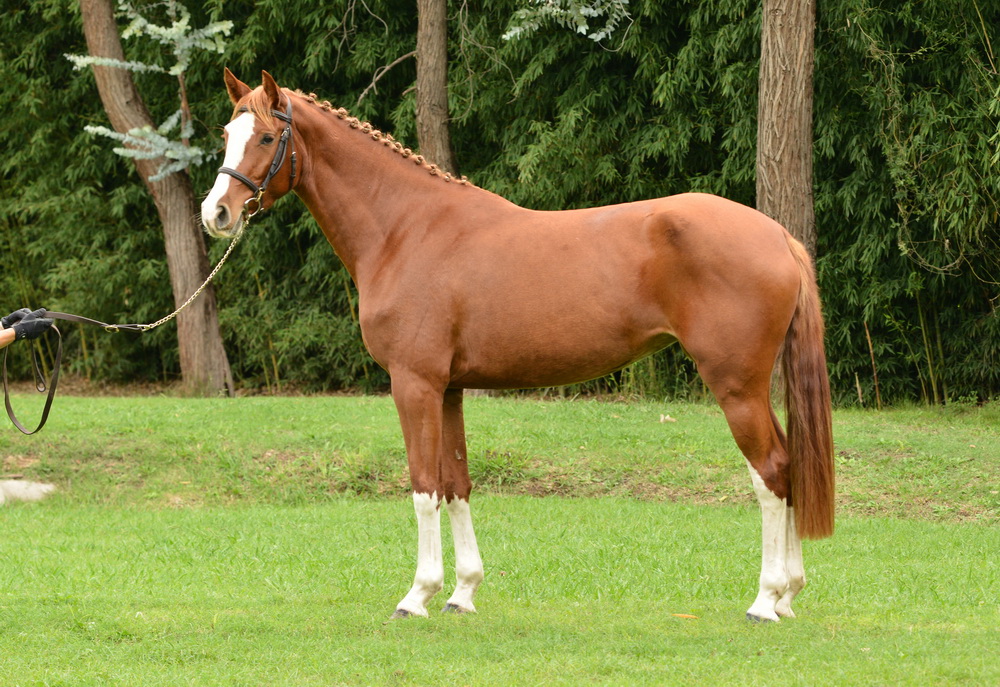 SOLAGUAYRE CASCHINA